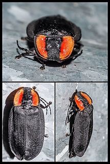 A Western Firefly. Also known as a California Glowworm. I spotted this beetle on the side of a galvanized garbage can and since it was kind of dark I had to use the flash to get any kind of image. A new one for me for sure. I used iNaturalist to get a ID confirmation.  Canada,Ellychnia california,Ellychnia californica,Geotagged