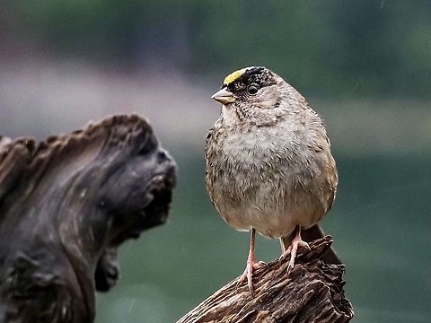 A Golden-crowned Sparrow An infrequent visitor to our place at this time of year.  Canada,Fall,Geotagged,Golden-crowned sparrow,Zonotrichia atricapilla