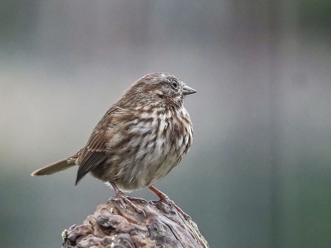 A Song Sparrow. Waiting for it&rsquo;s turn at the suet feeder. Canada,Fall,Geotagged,Melospiza melodia,Song Sparrow