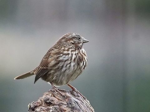A Song Sparrow. Waiting for it’s turn at the suet feeder. Canada,Fall,Geotagged,Melospiza melodia,Song Sparrow