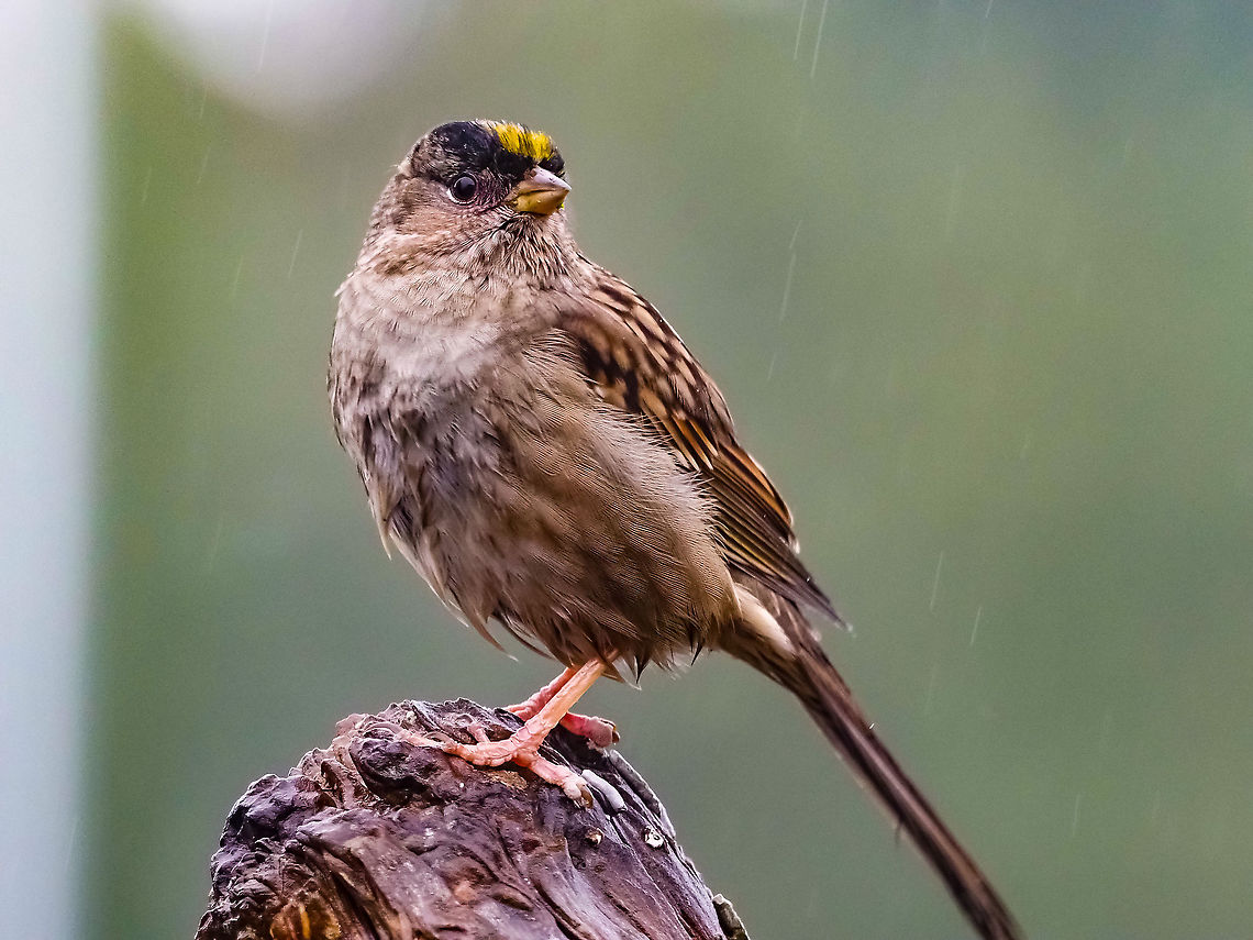 Another Rainy Day Visitor. Yes, it was raining as you can see. Those light white streaks are falling rain drops. This Golden-crowned Sparrow doesn&rsquo;t seem to mind. Canada,Fall,Geotagged,Golden-crowned sparrow,Zonotrichia atricapilla