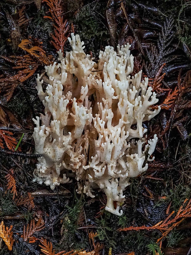 White Coral Fungus, Ramariopsis kunzei. Note the blunt tips. Found while walking in a very wet forest. Ever hear of an &ldquo;Atmospheric River&rdquo;? We&rsquo;ve had one for the last three days! Canada,Fall,Geotagged,Ramariopsis kunzei