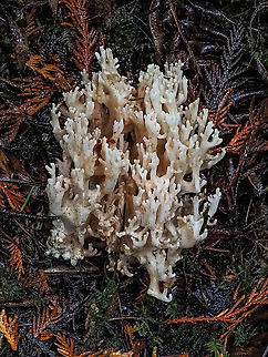 White Coral Fungus, Ramariopsis kunzei. Note the blunt tips. Found while walking in a very wet forest. Ever hear of an “Atmospheric River”? We’ve had one for the last three days! Canada,Fall,Geotagged,Ramariopsis kunzei