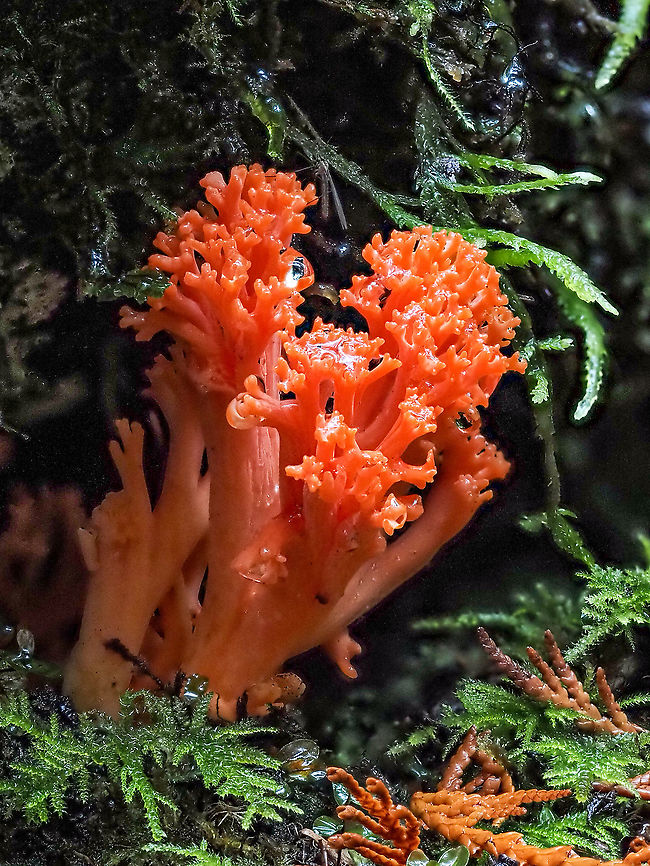 An Older Ramaria araiospora. A younger Red Coral fungus would be a brighter red. It was the first time I could get out into the forest in more than a week because of the rain from our &ldquo;Atmospheric River&rdquo;! Canada,Fall,Geotagged,Ramaria araiospora,Red Coral