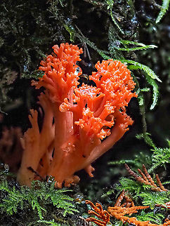 An Older Ramaria araiospora. A younger Red Coral fungus would be a brighter red. It was the first time I could get out into the forest in more than a week because of the rain from our “Atmospheric River”! Canada,Fall,Geotagged,Ramaria araiospora,Red Coral