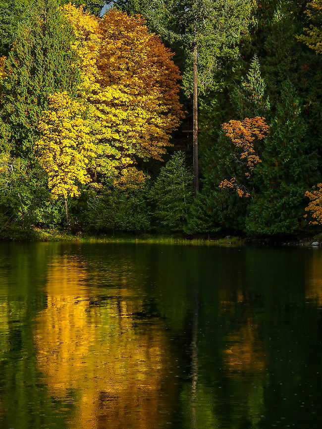Glowing Autumn Leaves Most years about this time our Big-leaf Maple&rsquo;s leaves turn a rusty brown and fall off the tree or the leaves fall off the tree green. Not so this year. The trees have been putting on quite a phenomenal display of yellow and orange. Lucky enough to have a ray of sunshine and calm water in Whaletown Bay.                              Acer macrophyllum,Canada,Fall,Geotagged