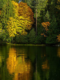 Glowing Autumn Leaves Most years about this time our Big-leaf Maple’s leaves turn a rusty brown and fall off the tree or the leaves fall off the tree green. Not so this year. The trees have been putting on quite a phenomenal display of yellow and orange. Lucky enough to have a ray of sunshine and calm water in Whaletown Bay. Acer macrophyllum,Canada,Fall,Geotagged