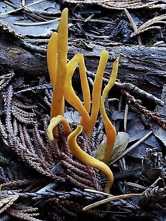 Handsome Club, Clavulinopsis laeticolor. Found growing at the edge of a mixed forest at near sea level amongst decaying red cedar, Douglas fir and salal needles/leaves. Canada,Clavulinopsis laeticolor,Fall,Geotagged,Handsome Club