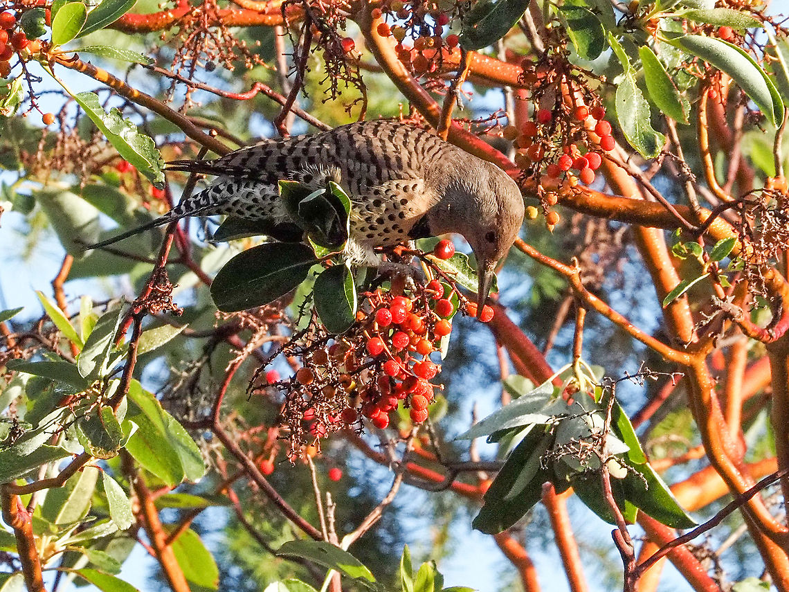 A Female Northern Flicker. She is enjoying a breakfast of Arbutus berries. Possibly a Red Shafted Northern flicker. Canada,Colaptes auratus,Fall,Geotagged,Northern Flicker