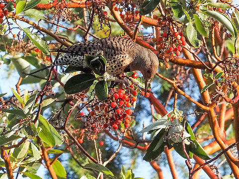 A Female Northern Flicker. She is enjoying a breakfast of Arbutus berries. Possibly a Red Shafted Northern flicker. Canada,Colaptes auratus,Fall,Geotagged,Northern Flicker