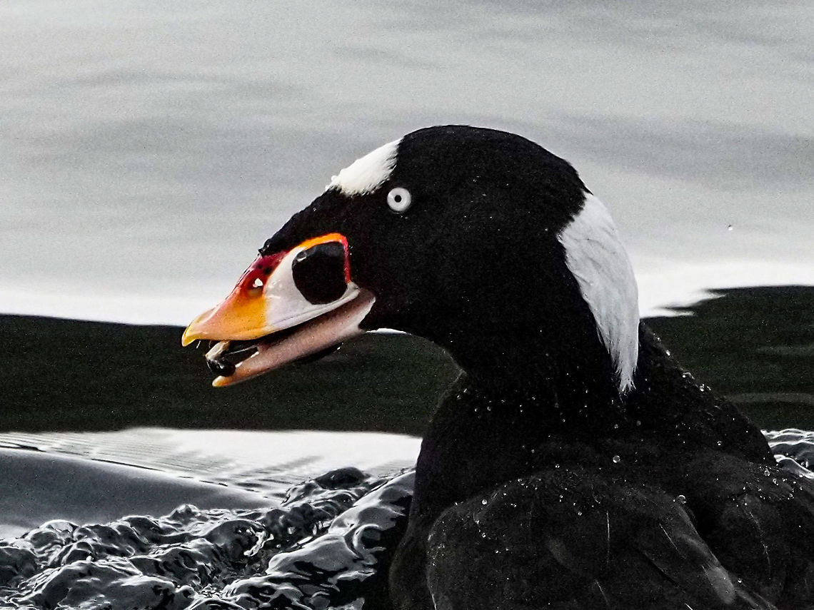 A Male Surf Scoter Just up from a successful dive this scoter has his favourite meal in his beak&hellip; a mussel. Canada,Fall,Geotagged,Melanitta perspicillata,Surf scoter
