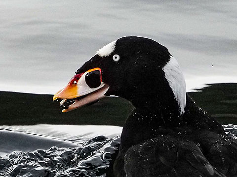 A Male Surf Scoter Just up from a successful dive this scoter has his favourite meal in his beak… a mussel. Canada,Fall,Geotagged,Melanitta perspicillata,Surf scoter