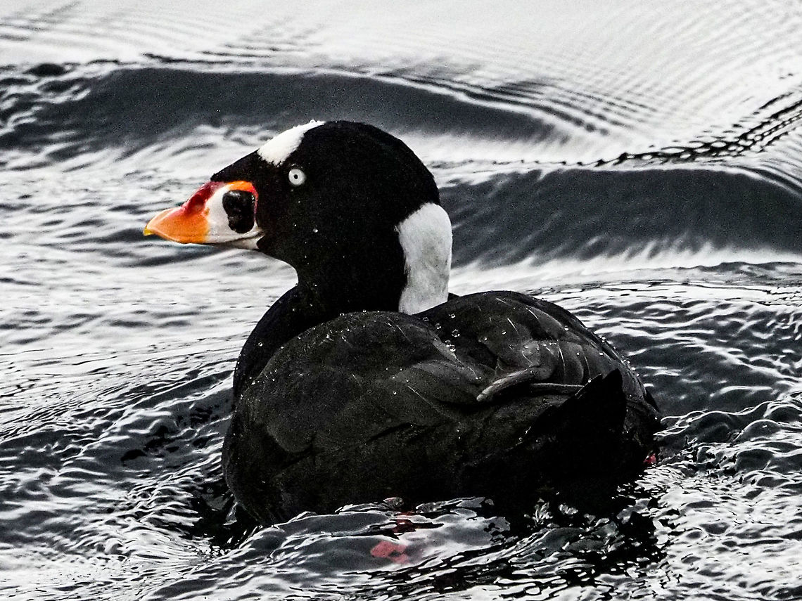 “Lookin’ Good!” At this time of year the mails are competing with each other to see who is better looking and who is the strongest. Canada,Fall,Geotagged,Melanitta perspicillata,Surf scoter