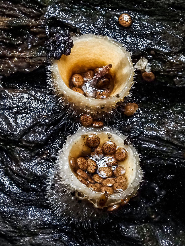 Early Birds’ Nests! It seems that the Nidula niveotomentosa is earlier this year than last. The rain has done its job at splashing some of the &ldquo;eggs&rdquo; out of the nests. Canada,Fall,Geotagged,Nidula niveotomentosa