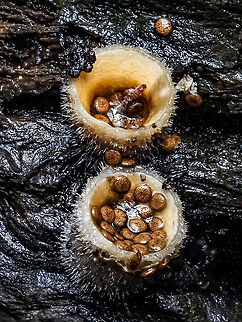 Early Birds’ Nests! It seems that the Nidula niveotomentosa is earlier this year than last. The rain has done its job at splashing some of the “eggs” out of the nests. Canada,Fall,Geotagged,Nidula niveotomentosa