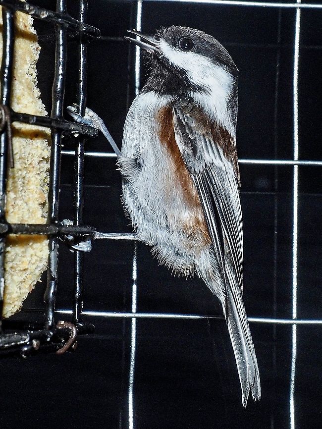 A Chestnut-backed Chickadee Enjoying Some Suet I am hoping that this photo doesn't conflict with the rules about man made structures. It was raining too hard to go outside so I thought about experimenting with the lens pressed up against the kitchen window and using the flash. Even though the suet feeder is only about 40cm from the window my friend is obviously more interested in the food than me taking the photo! Canada,Chestnut backed chickadee,Fall,Geotagged,Poecile rufescens