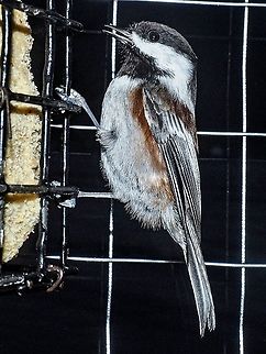 A Chestnut-backed Chickadee Enjoying Some Suet I am hoping that this photo doesn't conflict with the rules about man made structures. It was raining too hard to go outside so I thought about experimenting with the lens pressed up against the kitchen window and using the flash. Even though the suet feeder is only about 40cm from the window my friend is obviously more interested in the food than me taking the photo! Canada,Chestnut backed chickadee,Fall,Geotagged,Poecile rufescens