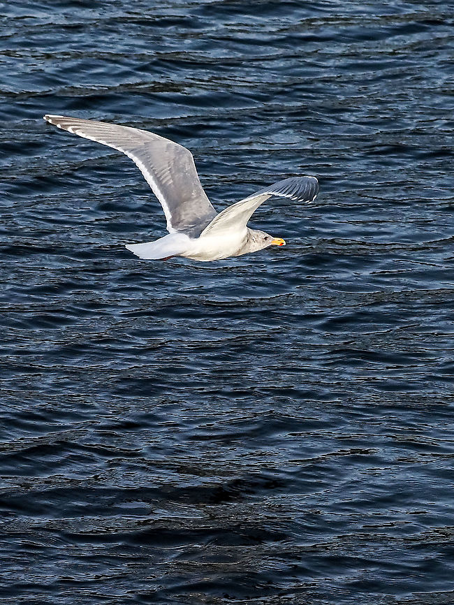 A Glaucous Winged Gull in Flight. Lucky enough to have some sunshine to obtain this shot. Despite all the bad press, quite the impressive bird! Canada,Fall,Geotagged,Glaucous-winged gull,Larus glaucescens