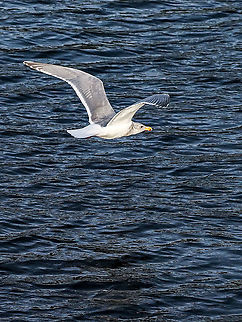 A Glaucous Winged Gull in Flight. Lucky enough to have some sunshine to obtain this shot. Despite all the bad press, quite the impressive bird! Canada,Fall,Geotagged,Glaucous-winged gull,Larus glaucescens