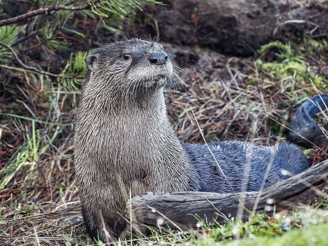 One of a pair! This is one of two river otter that I observed this morning. A confession, the photo was taken through our kitchen window. The two otter came up together from the water, rolled around in the thick moss and Shore Pine needles, piled up the moss and needles, both urinated on the piles, returned to the ocean and swam away! I am thinking the urine was used as a territorial marker.<br />
<figure class="photo"><a href="https://www.jungledragon.com/image/125768/a_pair_of_north_american_river_otter.html" title="A Pair of North American River Otter."><img src="https://s3.amazonaws.com/media.jungledragon.com/images/2839/125768_thumb.jpeg?AWSAccessKeyId=05GMT0V3GWVNE7GGM1R2&Expires=1759968010&Signature=UV3MmSOGXqvHjYrJ%2BmOZxqlSIzg%3D" width="200" height="150" alt="A Pair of North American River Otter. Taken through our kitchen window. They came to roll around in the moss and pine needles before piling up the moss and needles before urinating on the piles.<br />
https://www.jungledragon.com/image/125766/one_of_a_pair.html Canada,Fall,Geotagged,Lontra canadensis,North American river otter" /></a></figure> Canada,Fall,Geotagged,Lontra canadensis,North American river otter