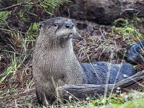 One of a pair! This is one of two river otter that I observed this morning. A confession, the photo was taken through our kitchen window. The two otter came up together from the water, rolled around in the thick moss and Shore Pine needles, piled up the moss and needles, both urinated on the piles, returned to the ocean and swam away! I am thinking the urine was used as a territorial marker.
https://www.jungledragon.com/image/125768/a_pair_of_north_american_river_otter.html Canada,Fall,Geotagged,Lontra canadensis,North American river otter
