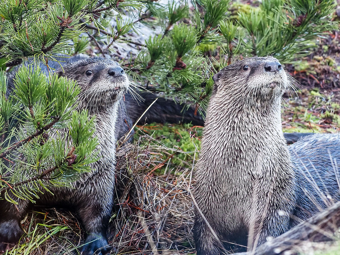 A Pair of North American River Otter. Taken through our kitchen window. They came to roll around in the moss and pine needles before piling up the moss and needles before urinating on the piles.<br />
<figure class="photo"><a href="https://www.jungledragon.com/image/125766/one_of_a_pair.html" title="One of a pair!"><img src="https://s3.amazonaws.com/media.jungledragon.com/images/2839/125766_thumb.jpeg?AWSAccessKeyId=05GMT0V3GWVNE7GGM1R2&Expires=1759968010&Signature=jNZaqYsZEbLC4YrY4s%2BzUOxRbvs%3D" width="200" height="150" alt="One of a pair! This is one of two river otter that I observed this morning. A confession, the photo was taken through our kitchen window. The two otter came up together from the water, rolled around in the thick moss and Shore Pine needles, piled up the moss and needles, both urinated on the piles, returned to the ocean and swam away! I am thinking the urine was used as a territorial marker.<br />
https://www.jungledragon.com/image/125768/a_pair_of_north_american_river_otter.html Canada,Fall,Geotagged,Lontra canadensis,North American river otter" /></a></figure> Canada,Fall,Geotagged,Lontra canadensis,North American river otter
