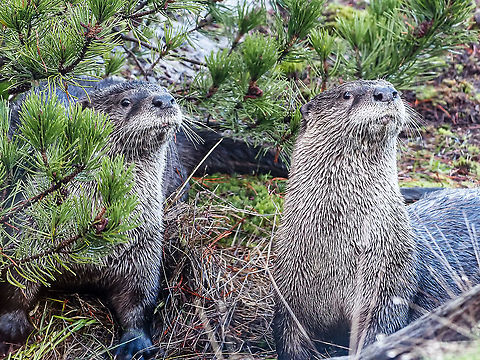 A Pair of North American River Otter. Taken through our kitchen window. They came to roll around in the moss and pine needles before piling up the moss and needles before urinating on the piles.
https://www.jungledragon.com/image/125766/one_of_a_pair.html Canada,Fall,Geotagged,Lontra canadensis,North American river otter
