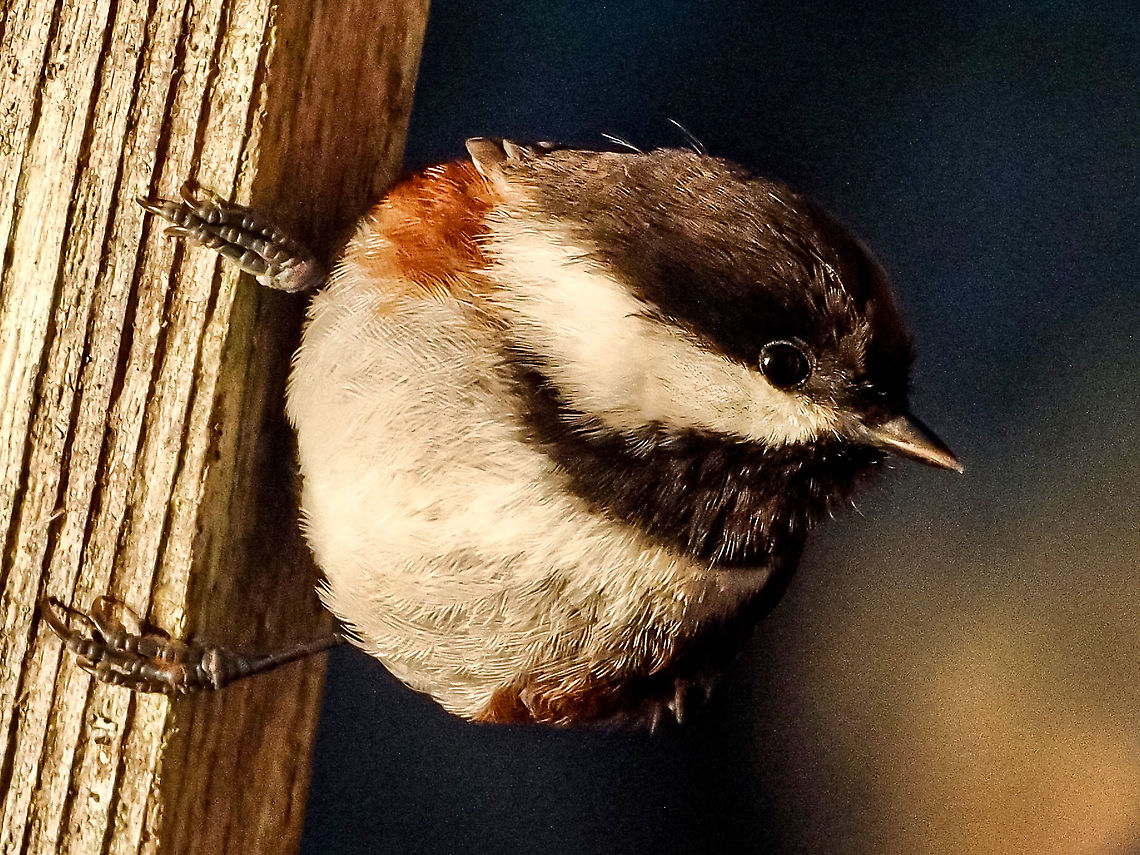 Looking For Insects! This little fellow was looking for something to eat in all the cracks and crevices. Got lucky a couple of times!  Canada,Chestnut backed chickadee,Fall,Geotagged,Poecile rufescens