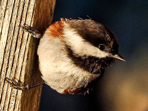 Looking For Insects! This little fellow was looking for something to eat in all the cracks and crevices. Got lucky a couple of times!  Canada,Chestnut backed chickadee,Fall,Geotagged,Poecile rufescens