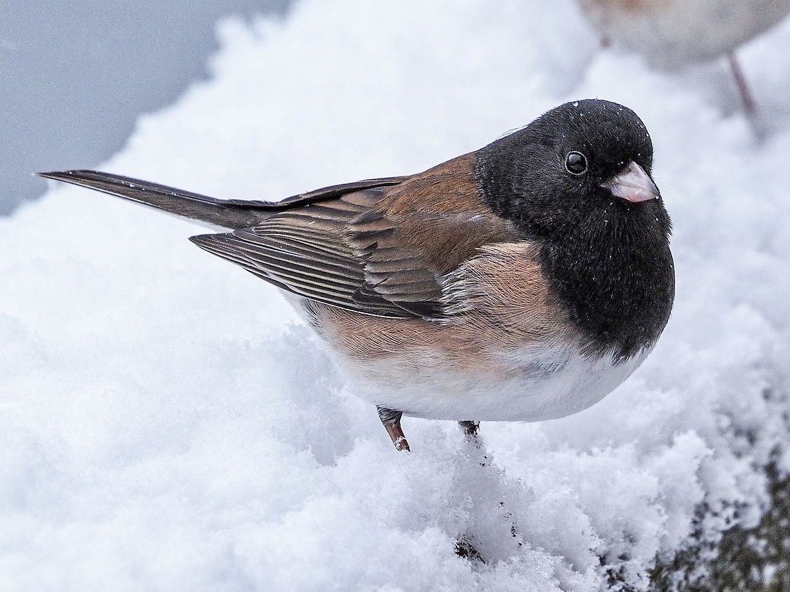 A Snow Bird! Juncos have been referred to as Snow Birds. And&hellip; as we all know, there is no bird like a Snow Bird! Canada,Dark-eyed junco,Geotagged,Junco hyemalis,Winter