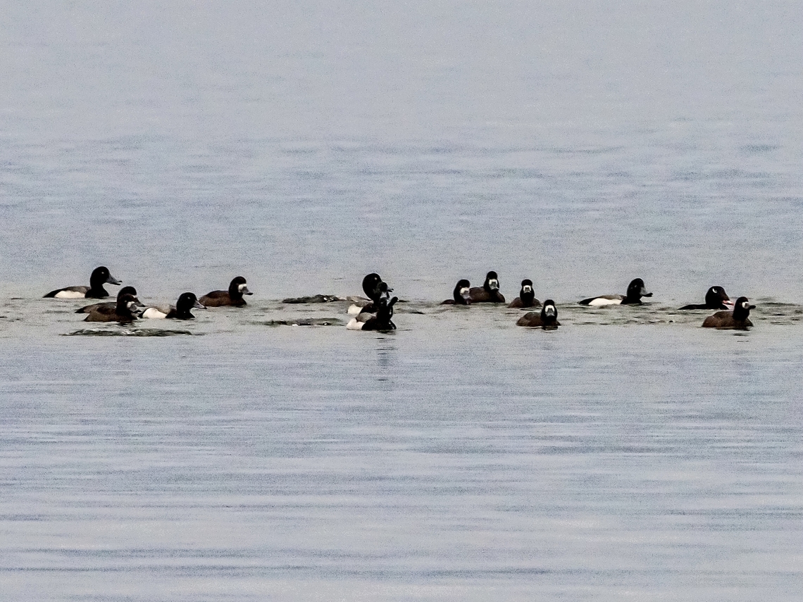 A Group of Greater Scaups. Well&hellip; except for that White-winged scoter on the far right.<br />
<figure class="photo"><a href="https://www.jungledragon.com/image/128675/a_disturbed_flock.html" title="A Disturbed Flock!"><img src="https://s3.amazonaws.com/media.jungledragon.com/images/2839/128675_thumb.jpeg?AWSAccessKeyId=05GMT0V3GWVNE7GGM1R2&Expires=1769040010&Signature=2ikcpsOPiyr6kaWpnaZiZd3%2F%2Fgw%3D" width="200" height="150" alt="A Disturbed Flock! While watching this flock of Greater scaups an eagle flew over. There was a great whistling of wings as they lifted off the water. The eagle also frightened a Black Oystercatcher into flight.<br />
https://www.jungledragon.com/image/128673/a_group_of_greater_scaups.html Aythya marila,Canada,Geotagged,Greater scaup,Winter" /></a></figure><br />
 Aythya marila,Canada,Geotagged,Greater scaup,Winter