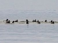 A Group of Greater Scaups. Well… except for that White-winged scoter on the far right.<br />
https://www.jungledragon.com/image/128675/a_disturbed_flock.html<br />
 Aythya marila,Canada,Geotagged,Greater scaup,Winter