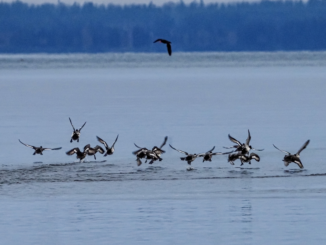 A Disturbed Flock! While watching this flock of Greater scaups an eagle flew over. There was a great whistling of wings as they lifted off the water. The eagle also frightened a Black Oystercatcher into flight.<br />
<figure class="photo"><a href="https://www.jungledragon.com/image/128673/a_group_of_greater_scaups.html" title="A Group of Greater Scaups."><img src="https://s3.amazonaws.com/media.jungledragon.com/images/2839/128673_thumb.jpeg?AWSAccessKeyId=05GMT0V3GWVNE7GGM1R2&Expires=1759968010&Signature=z0xaxbejOIEr35XAJWYfjOQrn4o%3D" width="200" height="150" alt="A Group of Greater Scaups. Well&hellip; except for that White-winged scoter on the far right.<br />
https://www.jungledragon.com/image/128675/a_disturbed_flock.html<br />
 Aythya marila,Canada,Geotagged,Greater scaup,Winter" /></a></figure> Aythya marila,Canada,Geotagged,Greater scaup,Winter