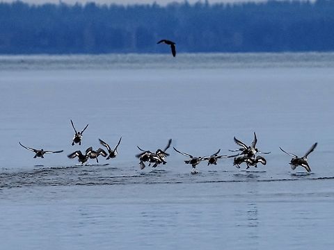 A Disturbed Flock! While watching this flock of Greater scaups an eagle flew over. There was a great whistling of wings as they lifted off the water. The eagle also frightened a Black Oystercatcher into flight.
https://www.jungledragon.com/image/128673/a_group_of_greater_scaups.html Aythya marila,Canada,Geotagged,Greater scaup,Winter