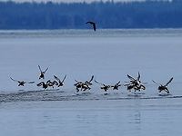 A Disturbed Flock! While watching this flock of Greater scaups an eagle flew over. There was a great whistling of wings as they lifted off the water. The eagle also frightened a Black Oystercatcher into flight.<br />
https://www.jungledragon.com/image/128673/a_group_of_greater_scaups.html Aythya marila,Canada,Geotagged,Greater scaup,Winter