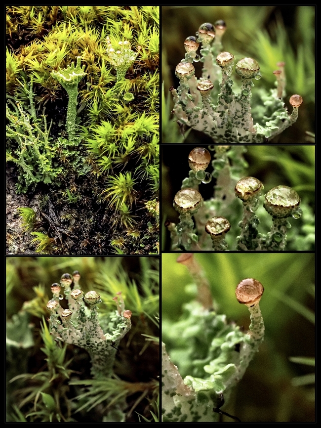 A Study of (Hopefully) Cladonia pyxidata. This photographic project started as a record keeping photo of this lichen growing on a moss covered granite rock. The large “cup” on the right side is about 11mm across. After looking at the photo more closely I noted those bright spots on top of those “mini cups”. Turns out they have collected moisture from our recent fog. The collection provided a natural magnifying glass to see the inside of these little cups. The images give more weight to the common name “Pebbled Pixiecup Lichen”. I would like to tell you I had to walk a great distance to take these photos when in fact they were taken three steps from our back door! If my ID is incorrect please let me know. Canada,Cladonia pyxidata,Geotagged,Pebbled Pixie Cup