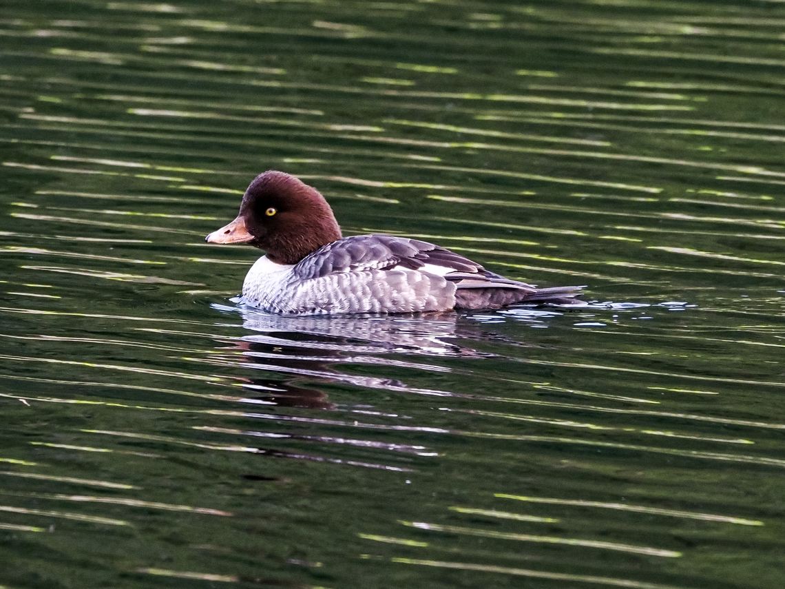 A Female Barrow’s Goldeneye. The fog finally cleared and it got bright enough to take pictures!  Barrows goldeneye,Bucephala islandica,Canada,Geotagged,Winter