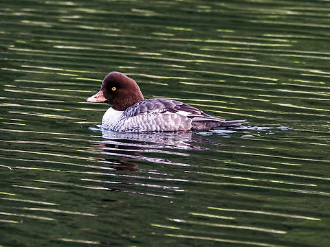 A Female Barrow’s Goldeneye. The fog finally cleared and it got bright enough to take pictures!  Barrows goldeneye,Bucephala islandica,Canada,Geotagged,Winter