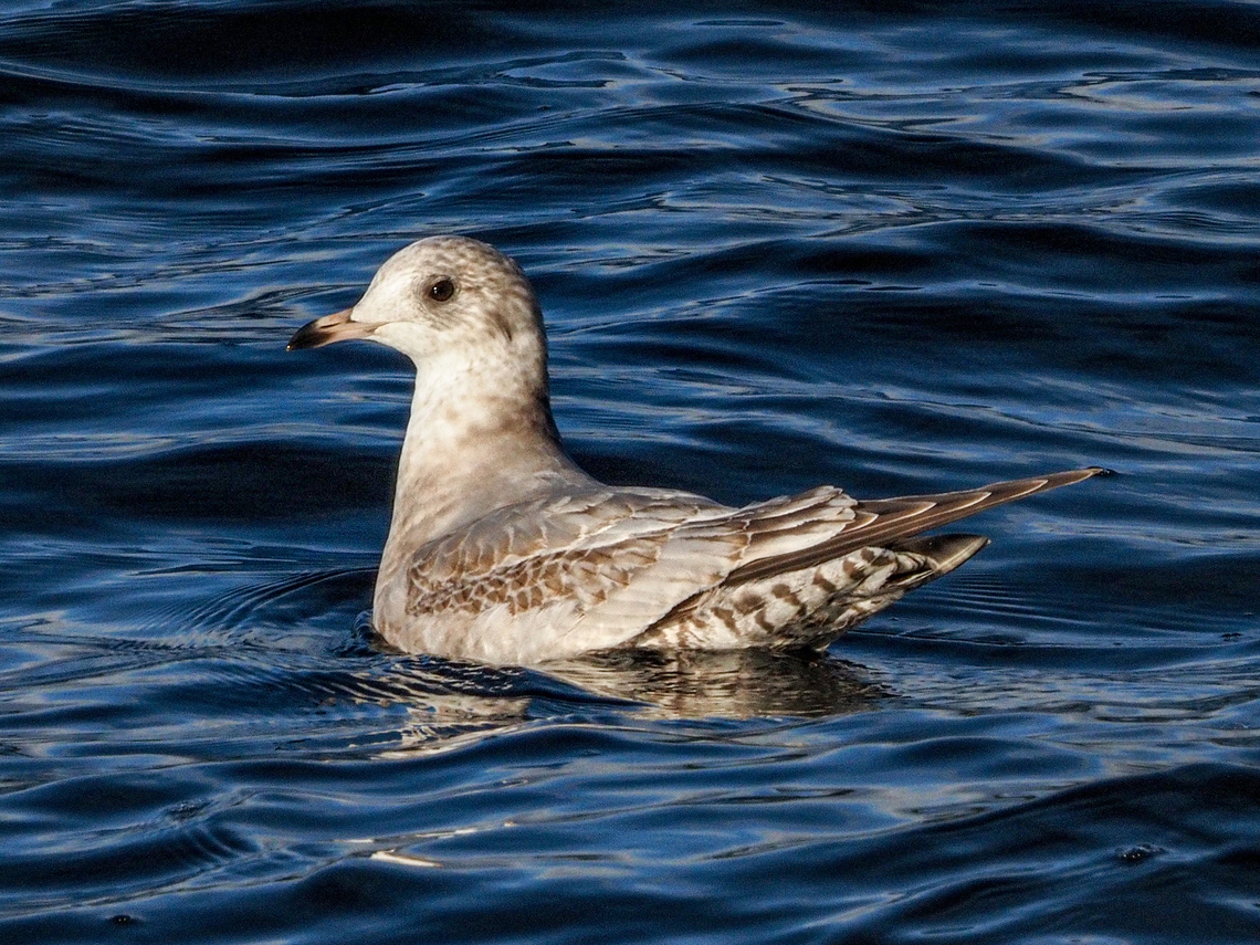 What is now a Short-billed Gull. Up until 2021 this would have been a Mew Gull. Not now! This one is in its first winter plumage.  Canada,Geotagged,Larus brachyrhynchus,Short-billed gull,Winter
