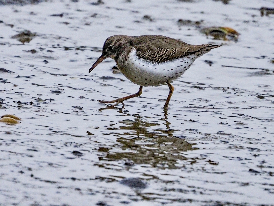 Looking For Dinner! A Spotted sandpiper. They were completely oblivious to us humans as it was foraging. Actitis macularius,Canada,Geotagged,Spotted sandpiper,Winter