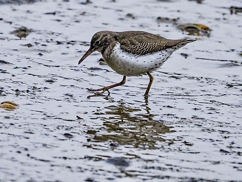 Looking For Dinner! A Spotted sandpiper. They were completely oblivious to us humans as it was foraging. Actitis macularius,Canada,Geotagged,Spotted sandpiper,Winter
