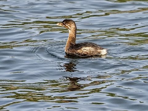 A Pied-billed Grebe. Not usually seen on the ocean but perhaps it is waiting for it’s favourite lake to thaw! Canada,Geotagged,Pied-billed grebe,Podilymbus podiceps,Winter
