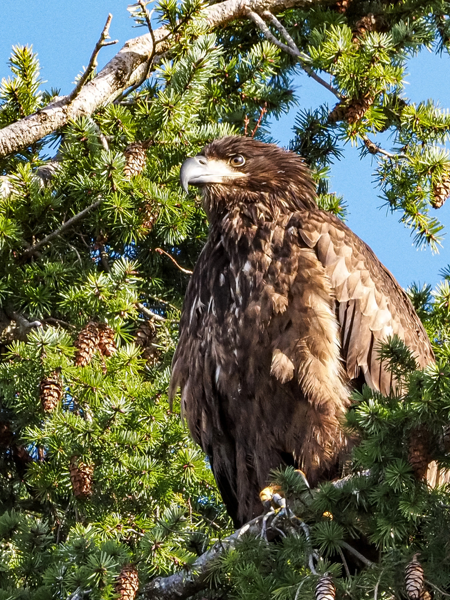 A Juvenile Bald Eagle! Enjoying the sunshine and the view of the beach. Bald Eagle,Canada,Geotagged,Haliaeetus leucocephalus,Winter