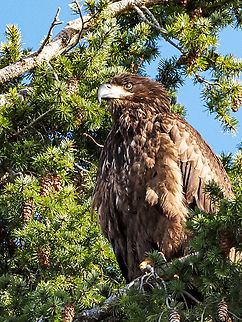 A Juvenile Bald Eagle! Enjoying the sunshine and the view of the beach. Bald Eagle,Canada,Geotagged,Haliaeetus leucocephalus,Winter