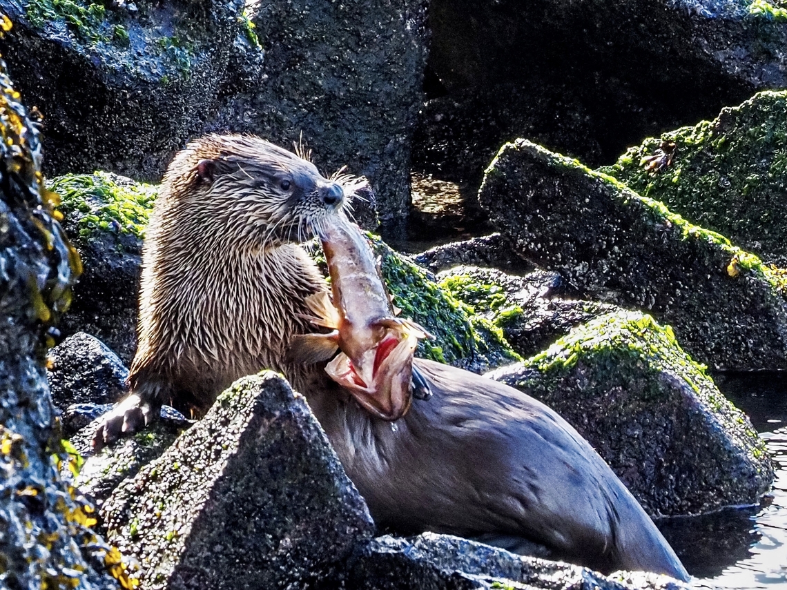 Enjoying Some Fresh Sushi! Although it&rsquo;s looking quite casual while leaning back on the rocks this North American river otter doesn&rsquo;t want to share his freshly caught rockfish with its siblings who are close by. Canada,Geotagged,Lontra canadensis,North American river otter,Winter
