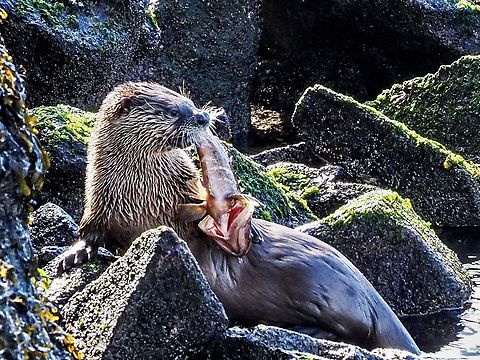 Enjoying Some Fresh Sushi! Although it’s looking quite casual while leaning back on the rocks this North American river otter doesn’t want to share his freshly caught rockfish with its siblings who are close by. Canada,Geotagged,Lontra canadensis,North American river otter,Winter