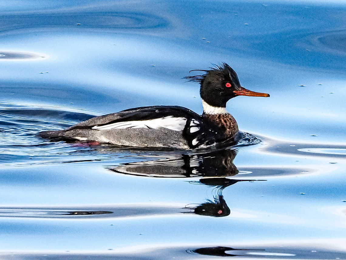 A Male Red-breasted Merganser He is enjoying some sunshine and calm &ldquo;seas&rdquo;! Canada,Geotagged,Mergus serrator,Red-breasted merganser,Winter