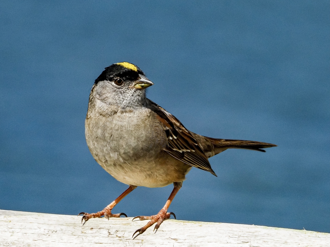 A Golden Crowned Sparrow. In the sunshine! My fellow birder friends have been talking and talking about seeing these sparrows and finally one came to visit. <br />
<figure class="photo"><a href="https://www.jungledragon.com/image/133826/a_head_shot.html" title="A Head Shot!"><img src="https://s3.amazonaws.com/media.jungledragon.com/images/2839/133826_thumb.jpeg?AWSAccessKeyId=05GMT0V3GWVNE7GGM1R2&Expires=1769040010&Signature=qD6QUbEa8jsYSiaidaV8hSvyO8I%3D" width="200" height="152" alt="A Head Shot! This fellow is still hanging around. Canada,Geotagged,Golden-crowned sparrow,Spring,Zonotrichia atricapilla" /></a></figure> Canada,Geotagged,Golden-crowned sparrow,Spring,Zonotrichia atricapilla