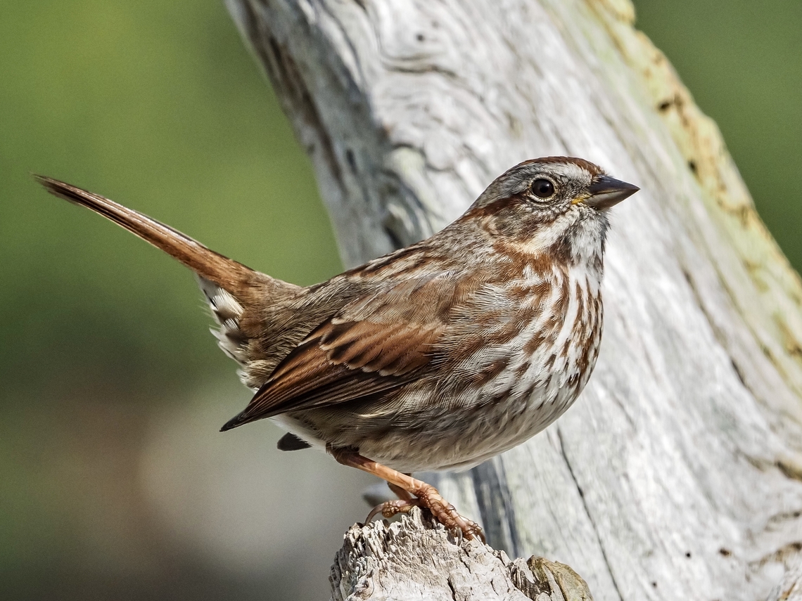A Song Sparrow! Posing just like I wanted it to pose!<br />
<figure class="photo"><a href="https://www.jungledragon.com/image/133752/a_portrait.html" title="A Portrait!"><img src="https://s3.amazonaws.com/media.jungledragon.com/images/2839/133752_thumb.jpeg?AWSAccessKeyId=05GMT0V3GWVNE7GGM1R2&Expires=1767225610&Signature=xyaZI5be9dww4Jgah0xzJiDzvJ4%3D" width="200" height="150" alt="A Portrait! There are countless subspecies of M. melodic. Here in the American Pacific Northwest the dark central breast spot is not as defined or may even be absent. It is just evident at the bottom edge in the middle of this photo.  Canada,Geotagged,Melospiza melodia,Song Sparrow,Spring" /></a></figure> Canada,Geotagged,Melospiza melodia,Song Sparrow,Spring