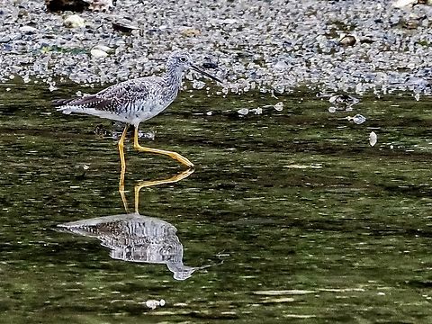 A Greater Yellowlegs. These fellows can really throw their voices. It took me two days to discover where the calls were coming from. A fine name, they do have long yellow legs!  Canada,Geotagged,Greater Yellowlegs,Spring,Tringa melanoleuca
